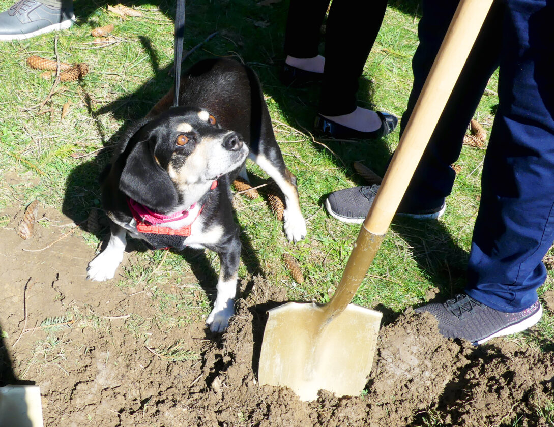 Dog park construction breaks ground in Ebensburg News, Sports, Jobs